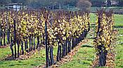 Foto SP_2020_11554: Weinberge / Heuchelheim / 14.11.2020