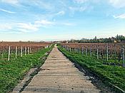 Foto SP_2020_11561: Weinberge / Heuchelheim / 14.11.2020