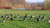 ID: 209: Kanadagaense / Hattingen / 25.11.2020