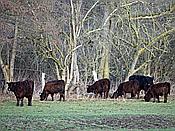 Foto SP_2021_02208: Wanderung / Krefeld / 22.02.2021