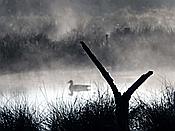Foto SP_2021_04706: Roellingwiese / Westhofen / 23.04.2021