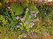 ID: 209: Altdahner Burgengruppe / Dahn / 21.07.2021