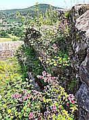 ID: 209: Altdahner Burgengruppe / Dahn / 21.07.2021