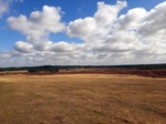 Foto SP_2022_08903: August 2022: Ausflug in die Lueneburger Heide / Trip to Lueneburg Heath
