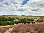 Foto SP_2022_08907: August 2022: Ausflug in die Lueneburger Heide / Trip to Lueneburg Heath