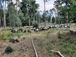 Foto SP_2022_08909: August 2022: Ausflug in die Lueneburger Heide / Trip to Lueneburg Heath