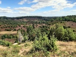 ID: 209: August 2022: Ausflug in die Lueneburger Heide / Trip to Lueneburg Heath