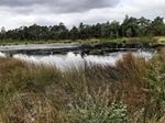 Foto SP_2022_08915: August 2022: Ausflug in die Lueneburger Heide / Trip to Lueneburg Heath