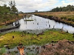 ID: 209: August 2022: Ausflug in die Lueneburger Heide / Trip to Lueneburg Heath