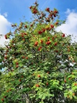 ID: 209: August 2022: Ausflug in die Lueneburger Heide / Trip to Lueneburg Heath