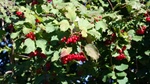 ID: 209: Herbsturlaub in Kruen 2022 / Autumn vacation in Kruen, Bavaria 2022