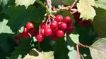 ID: 209: Herbsturlaub in Kruen 2022 / Autumn vacation in Kruen, Bavaria 2022