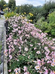 ID: 209: Herbsturlaub in Kruen 2022 / Autumn vacation in Kruen, Bavaria 2022