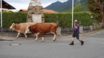 ID: 209: Herbsturlaub in Kruen 2022 / Autumn vacation in Kruen, Bavaria 2022