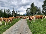 ID: 209: Herbsturlaub in Kruen 2022 / Autumn vacation in Kruen, Bavaria 2022
