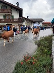 ID: 209: Herbsturlaub in Kruen 2022 / Autumn vacation in Kruen, Bavaria 2022