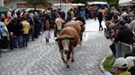 ID: 209: Herbsturlaub in Kruen 2022 / Autumn vacation in Kruen, Bavaria 2022
