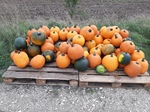 ID: 209: Herbsturlaub in Kruen 2022 / Autumn vacation in Kruen, Bavaria 2022