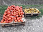 ID: 209: Herbsturlaub in Kruen 2022 / Autumn vacation in Kruen, Bavaria 2022