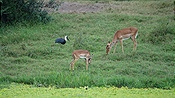 ID: 209: Tembe Elephant Park / Kwangwanase / 29.03.2023
