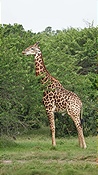 ID: 209: Tembe Elephant Park / Kwangwanase / 29.03.2023