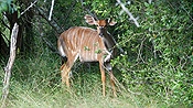 ID: 209: Tembe Elephant Park / Kwangwanase / 29.03.2023