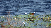 ID: 209: Tembe Elephant Park / Kwangwanase / 29.03.2023