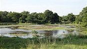ID: 209: Tembe Elephant Park / Kwangwanase / 29.03.2023