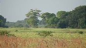 ID: 209: Tembe Elephant Park / Kwangwanase / 29.03.2023