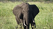 ID: 209: Tembe Elephant Park / Kwangwanase / 29.03.2023