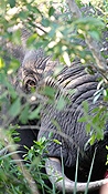 ID: 209: Tembe Elephant Park / Kwangwanase / 29.03.2023