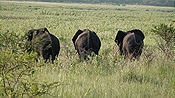 ID: 209: Tembe Elephant Park / Kwangwanase / 29.03.2023