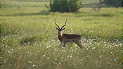 ID: 209: Tembe Elephant Park / Kwangwanase / 29.03.2023