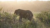 ID: 209: Tembe Elephant Park / Kwangwanase / 29.03.2023