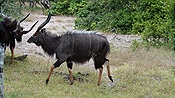 ID: 209: Tembe Elephant Park / Kwangwanase / 30.03.2023