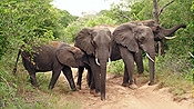 ID: 209: Tembe Elephant Park / Kwangwanase / 30.03.2023