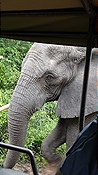 ID: 209: Tembe Elephant Park / Kwangwanase / 30.03.2023