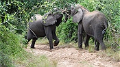 ID: 209: Tembe Elephant Park / Kwangwanase / 30.03.2023
