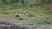 ID: 209: Tembe Elephant Park / Kwangwanase / 30.03.2023