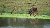 ID: 209: Tembe Elephant Park / Kwangwanase / 30.03.2023