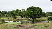 ID: 209: Tembe Elephant Park / Kwangwanase / 30.03.2023