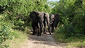 ID: 209: Tembe Elephant Park / Kwangwanase / 30.03.2023