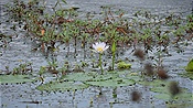 ID: 209: Tembe Elephant Park / Kwangwanase / 30.03.2023