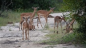 ID: 209: Tembe Elephant Park / Kwangwanase / 30.03.2023