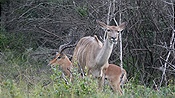 ID: 209: Tembe Elephant Park / Kwangwanase / 30.03.2023