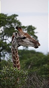 ID: 209: Tembe Elephant Park / Kwangwanase / 30.03.2023