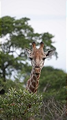 ID: 209: Tembe Elephant Park / Kwangwanase / 30.03.2023