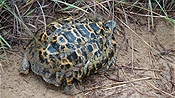 ID: 209: Tembe Elephant Park / Kwangwanase / 31.03.2023