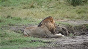 ID: 209: Tembe Elephant Park / Kwangwanase / 31.03.2023