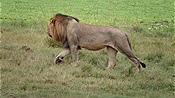 ID: 209: Tembe Elephant Park / Kwangwanase / 31.03.2023